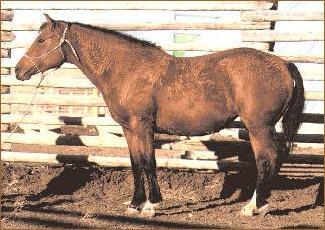 bay curly mare