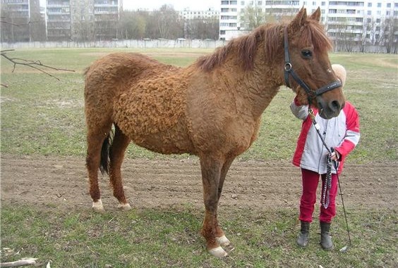 a grand old Lokai horse