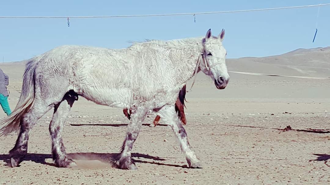 curly Mongolian horse?